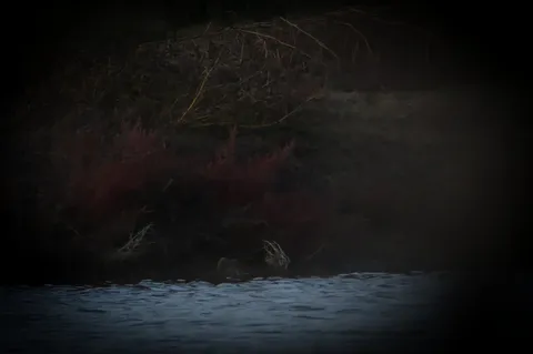 Bécassine sourde