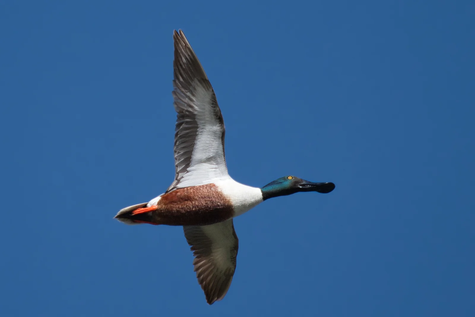 Canard souchet