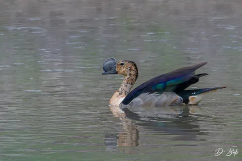 Canard à bosse