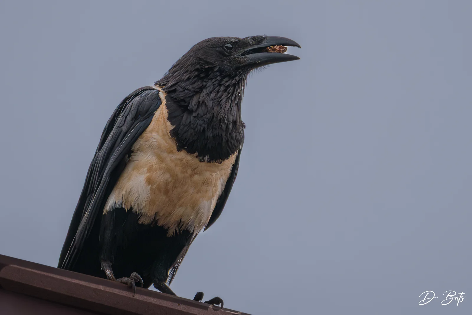 Corbeau pie