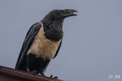 Corbeau pie