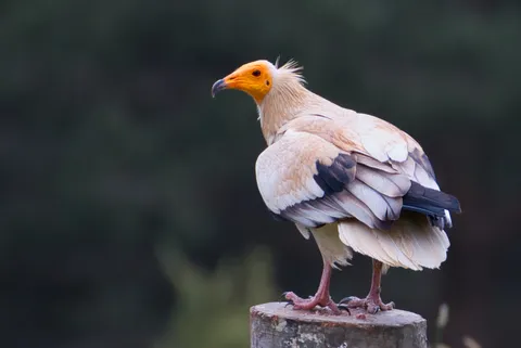Vautour percnoptère