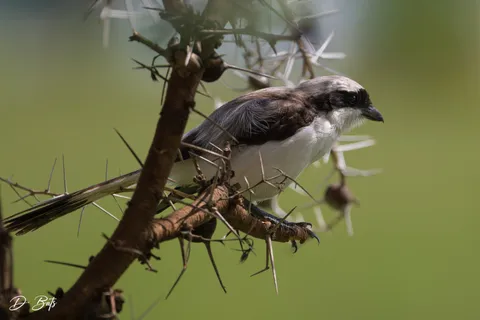 Pie-grièche à dos gris