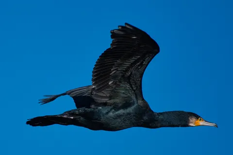 Grand Cormoran