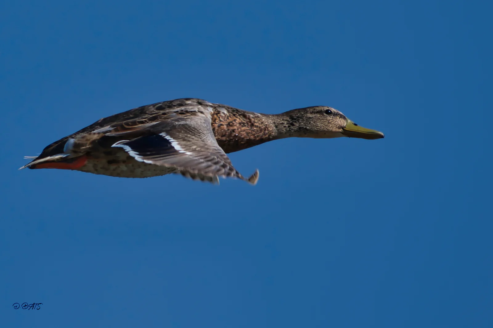 Canard colvert — Adulte femelle