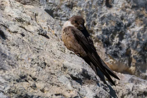 Hirondelle de rochers