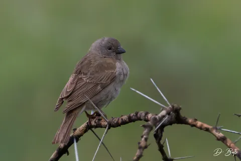 Moineau gris