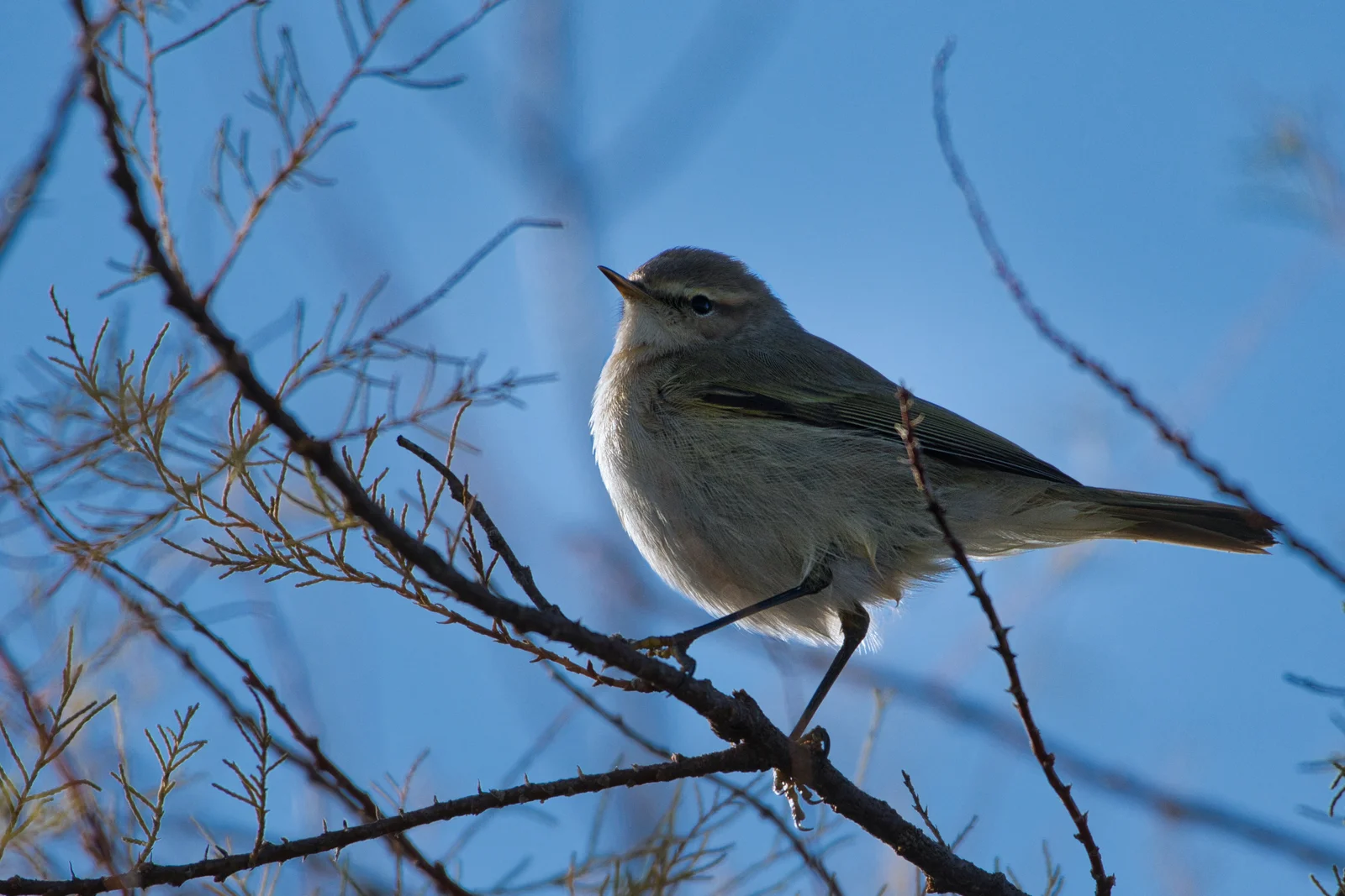 Pouillot véloce — ssp tristis (Pouillot de Sibérie)