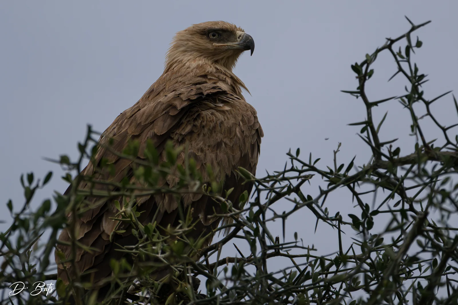 Aigle ravisseur