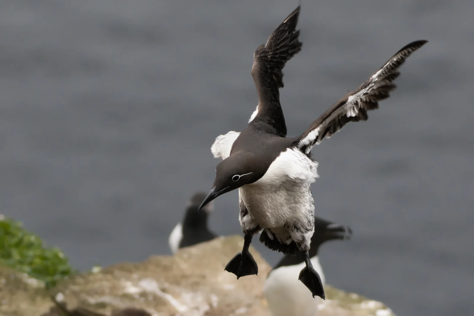 Guillemot de Troïl — ssp hyperborea