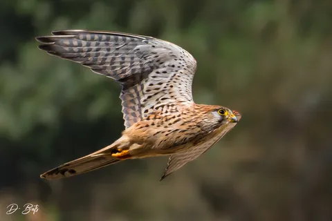 Faucon crécerelle