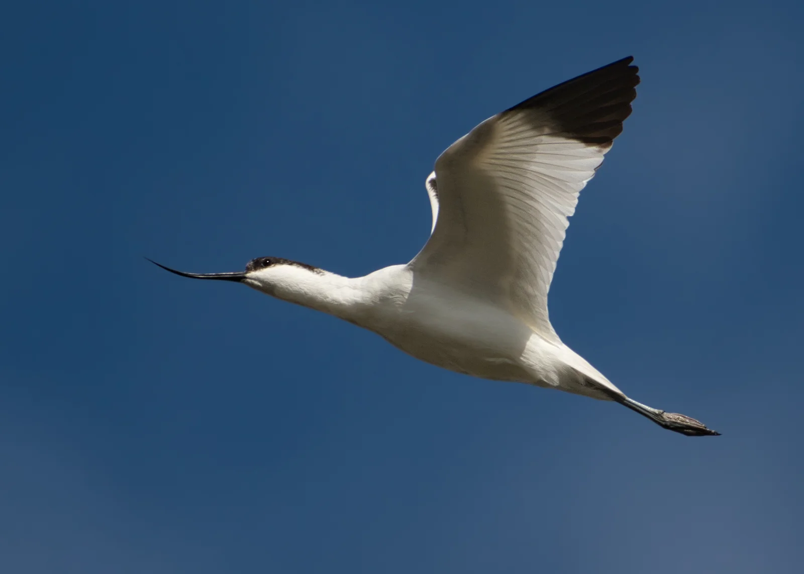 Avocette élégante