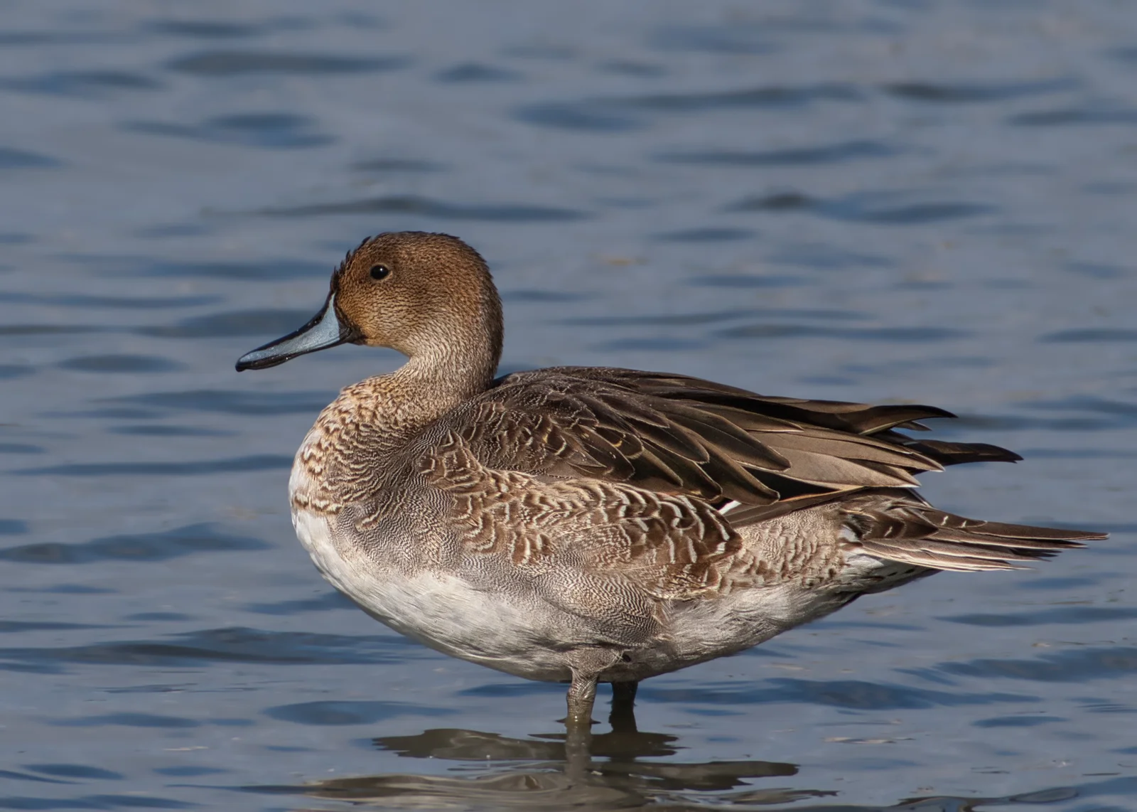Canard pilet — Mâle adulte en transition