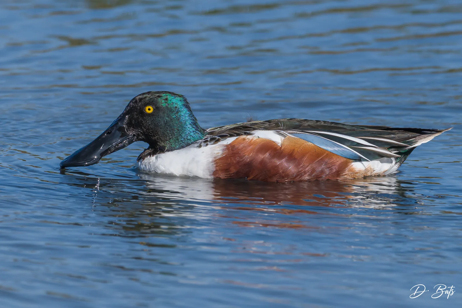 Canard souchet