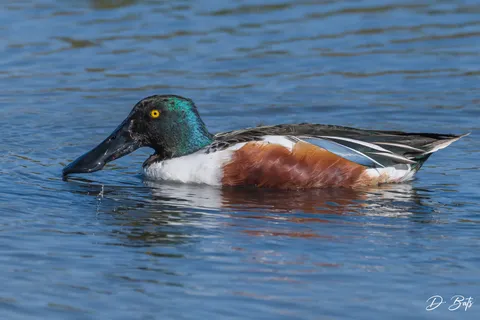 Canard souchet