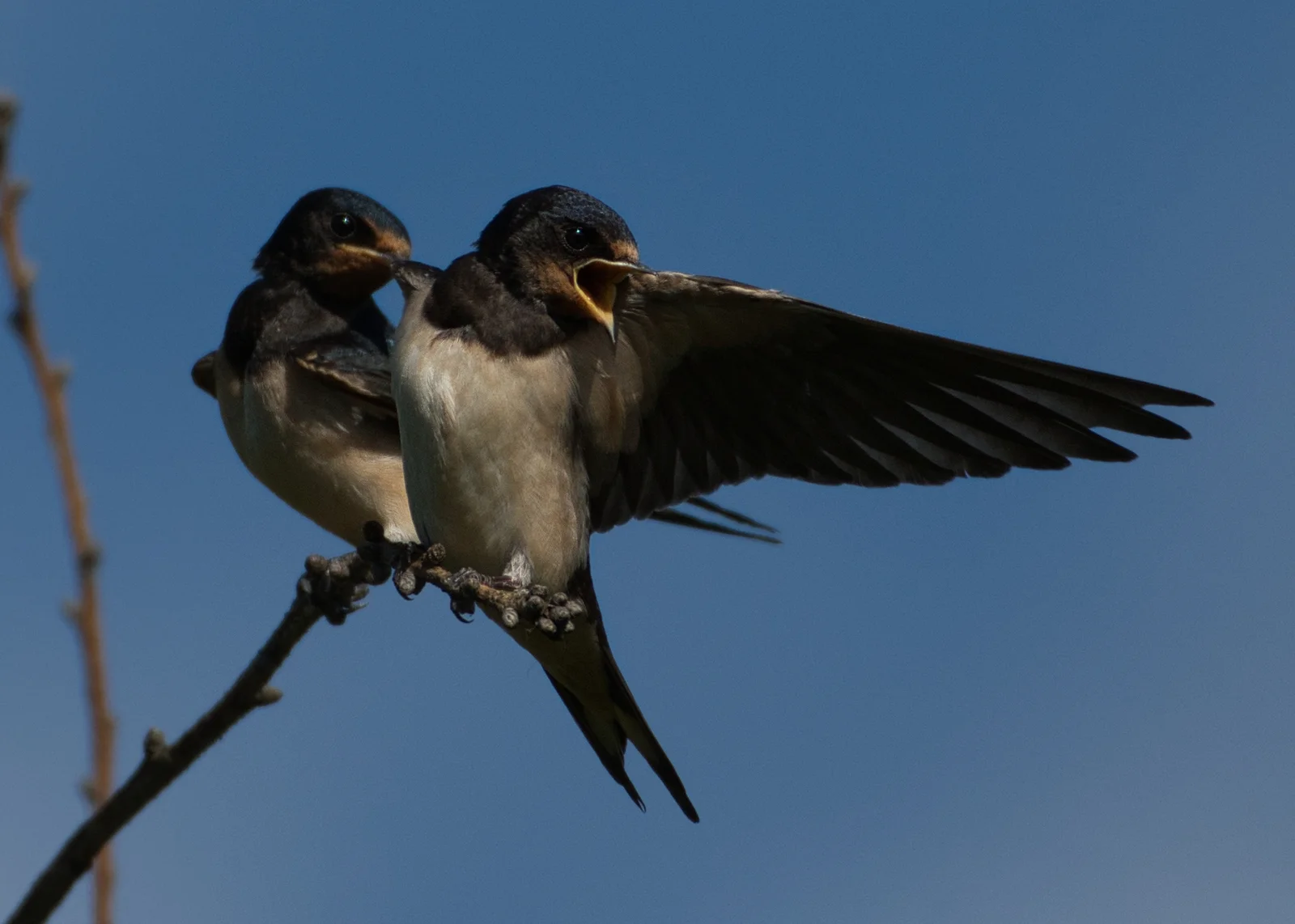 Hirondelle rustique — Sujets juvéniles