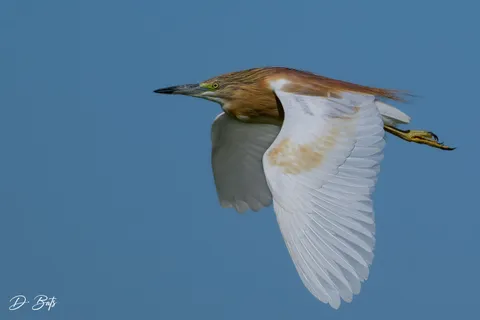 Crabier chevelu