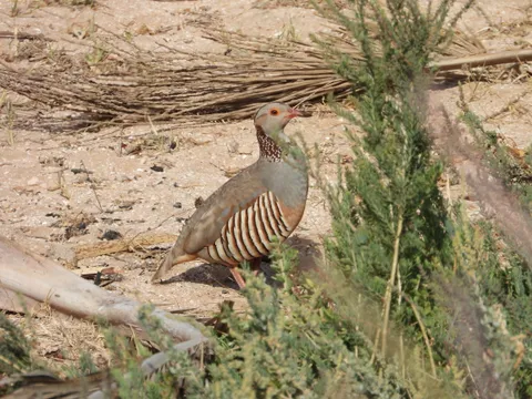 Perdrix gambra