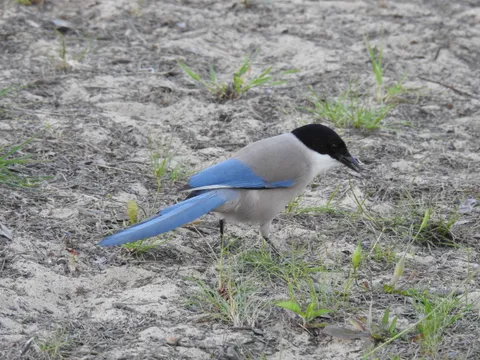Pie-bleue ibérique