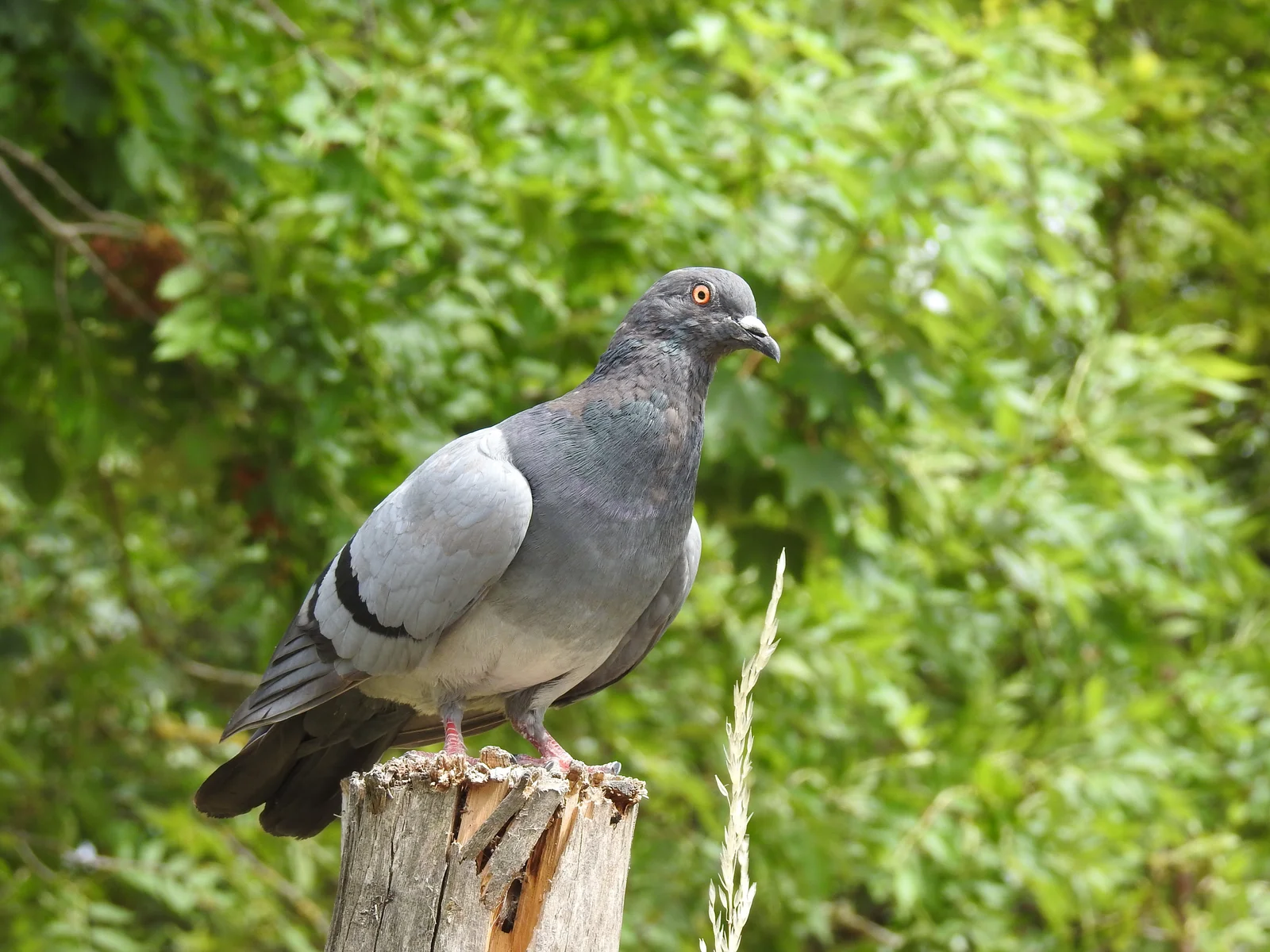 Pigeon biset