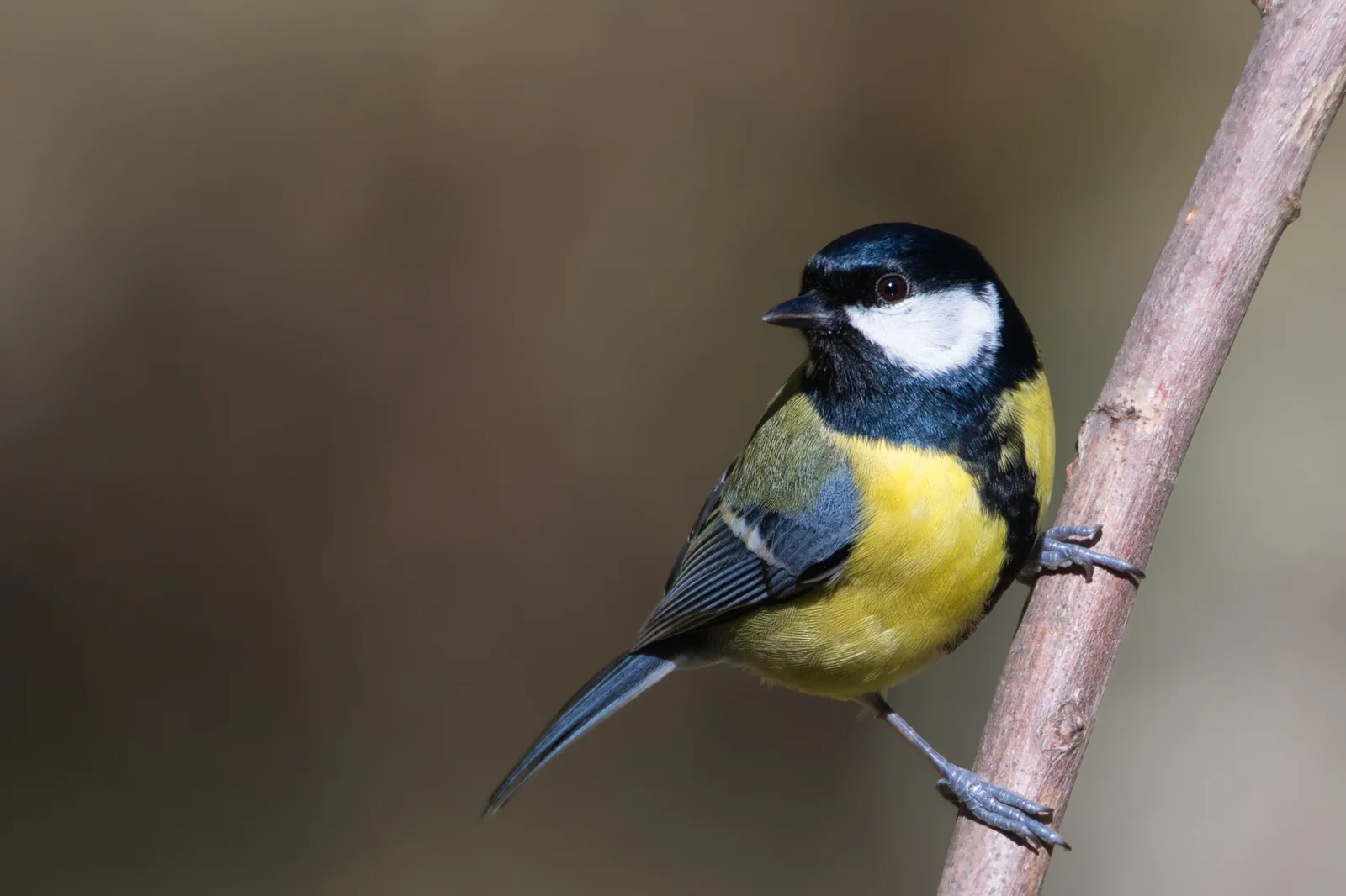Mésange charbonnière
