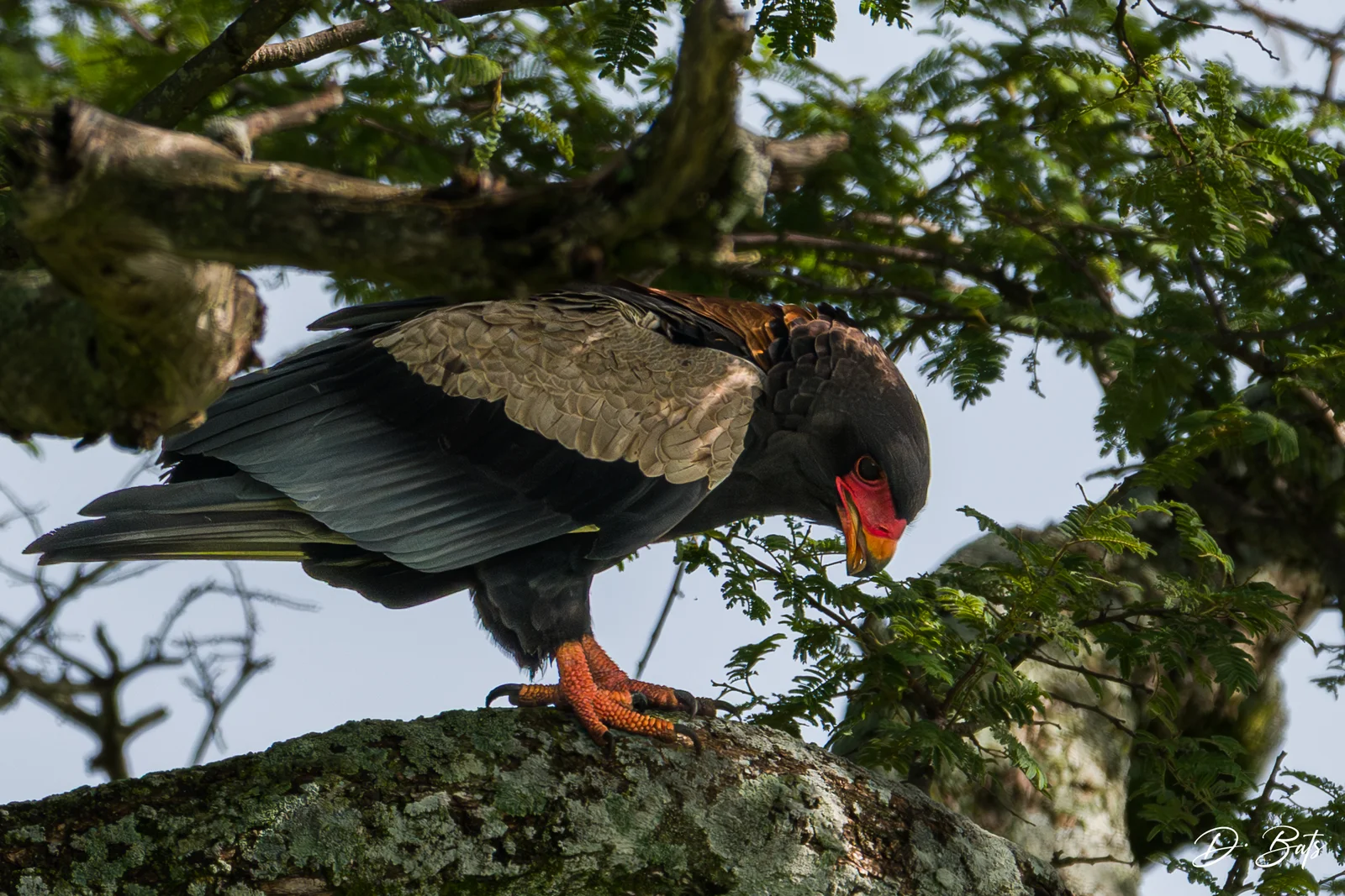 Bateleur des savanes