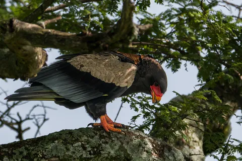 Bateleur des savanes