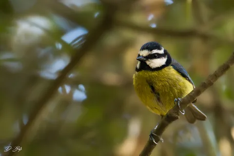 Mésange nord-africaine