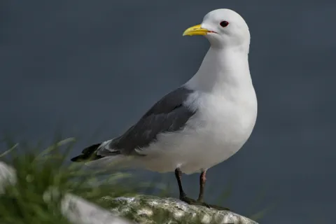 Mouette tridactyle