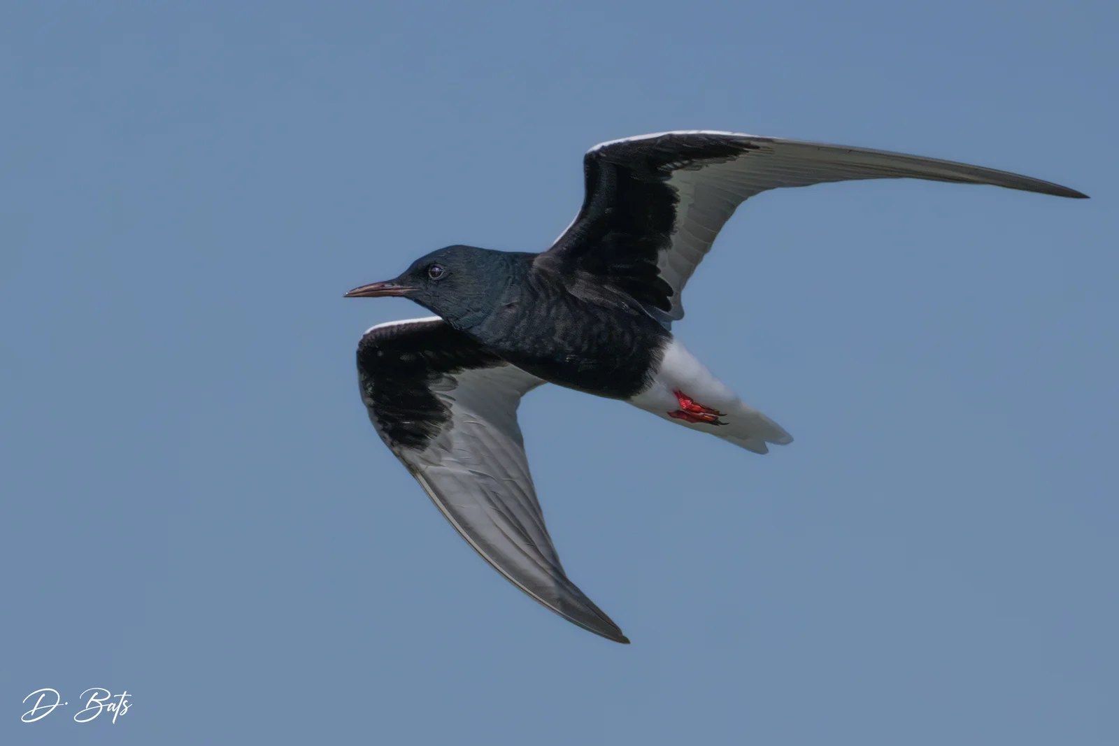 Guifette leucoptère