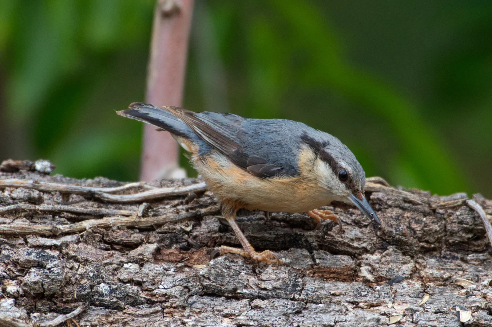 Sittelle torchepot — ssp caesia