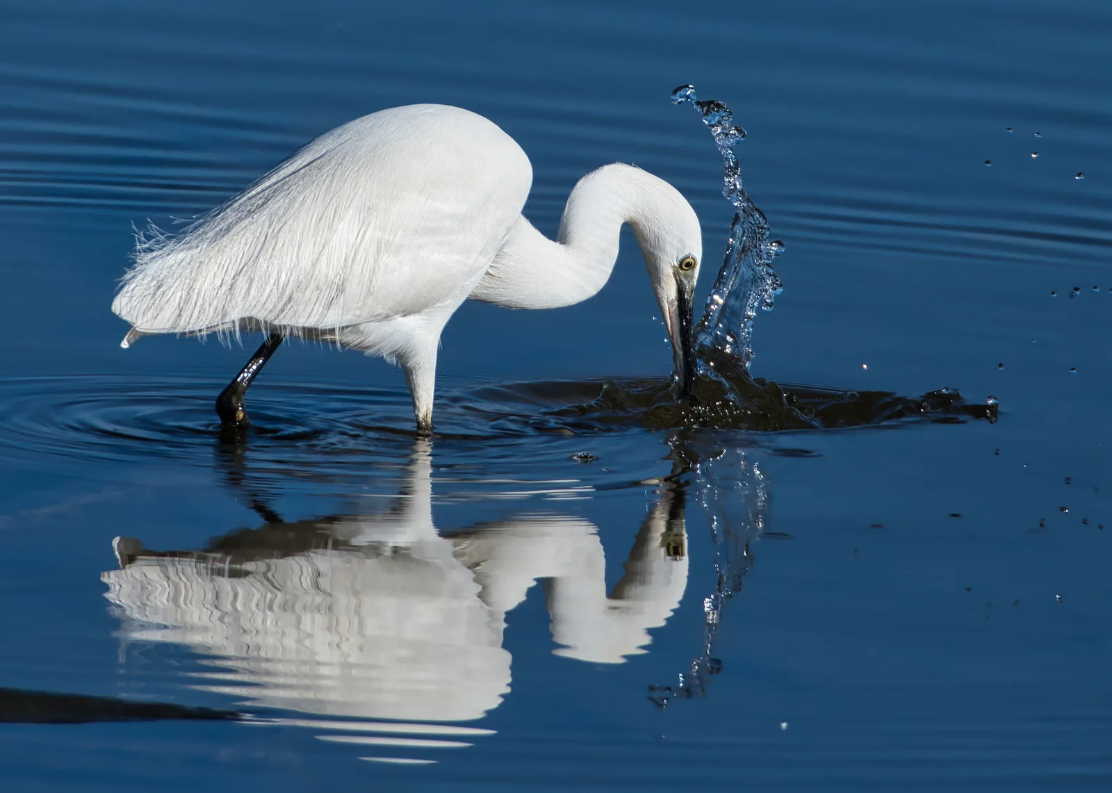 Aigrette garzette