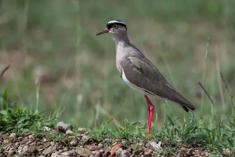 Vanneau couronné