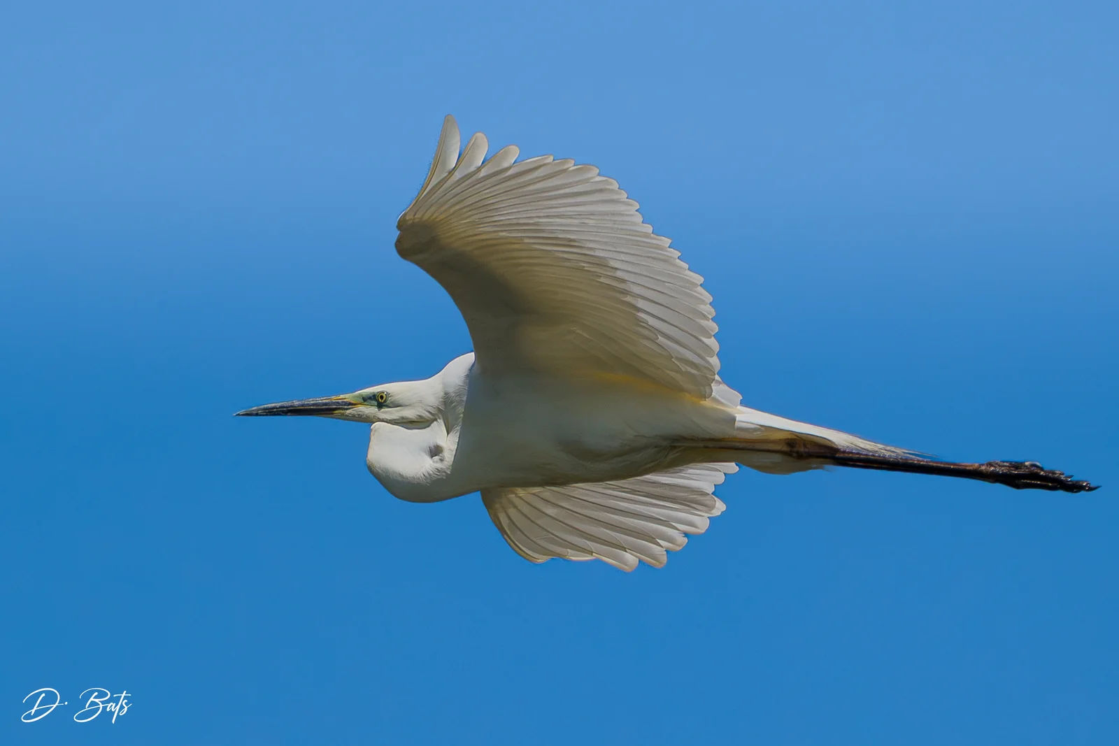 Grande Aigrette