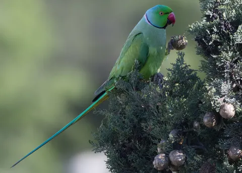 Perruche à collier