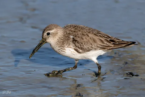 Bécasseau variable