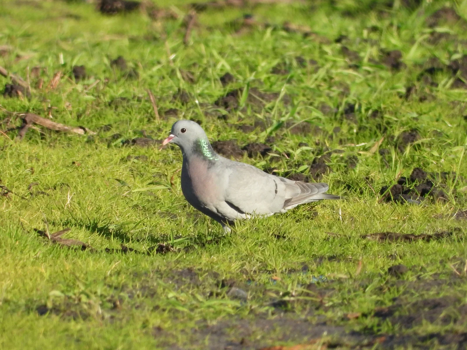 Pigeon colombin