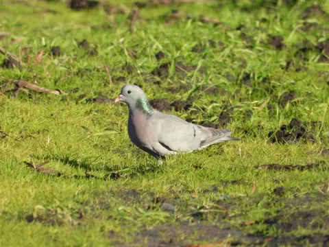 Pigeon colombin