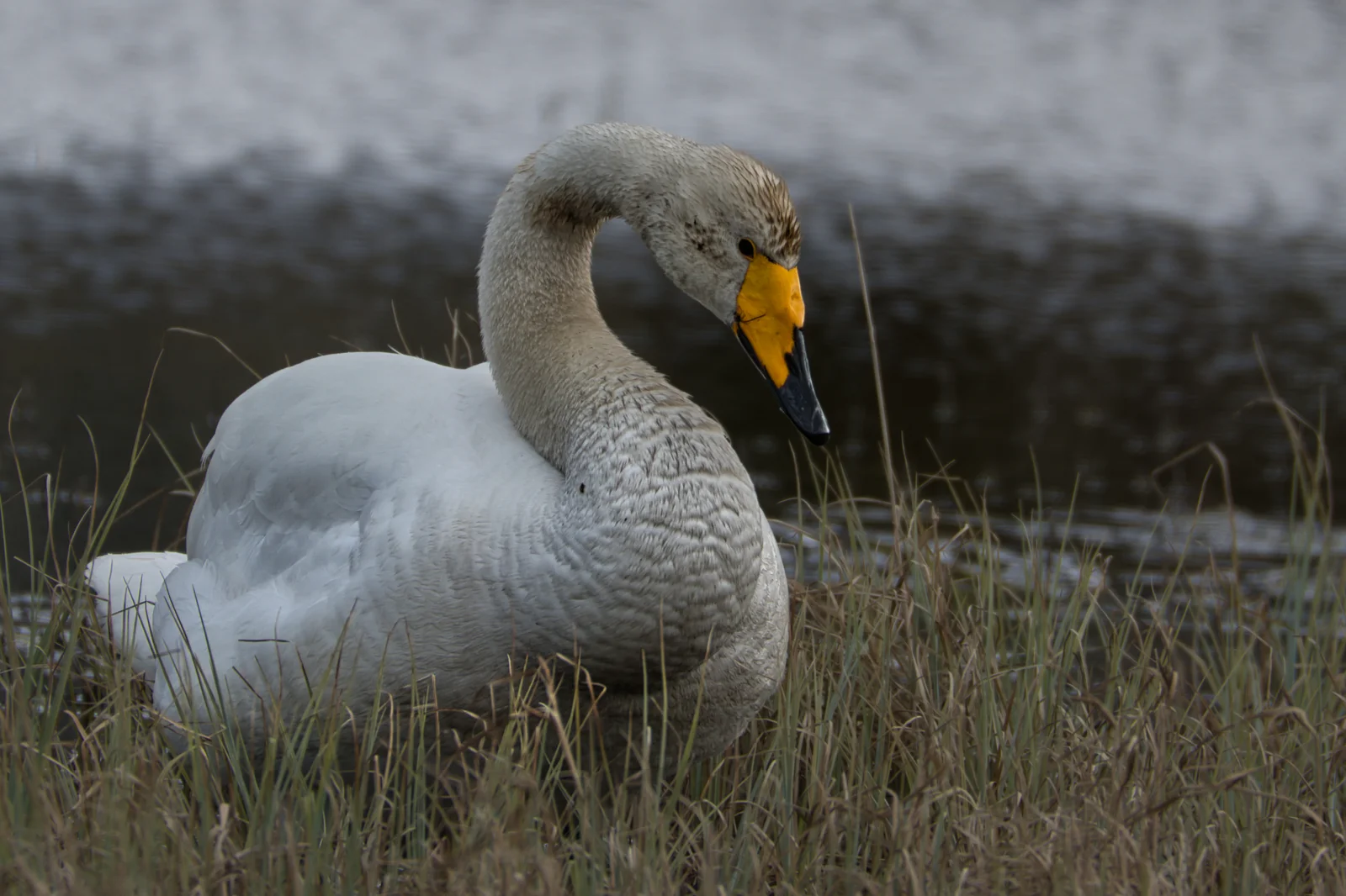 Cygne chanteur