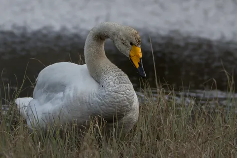 Cygne chanteur