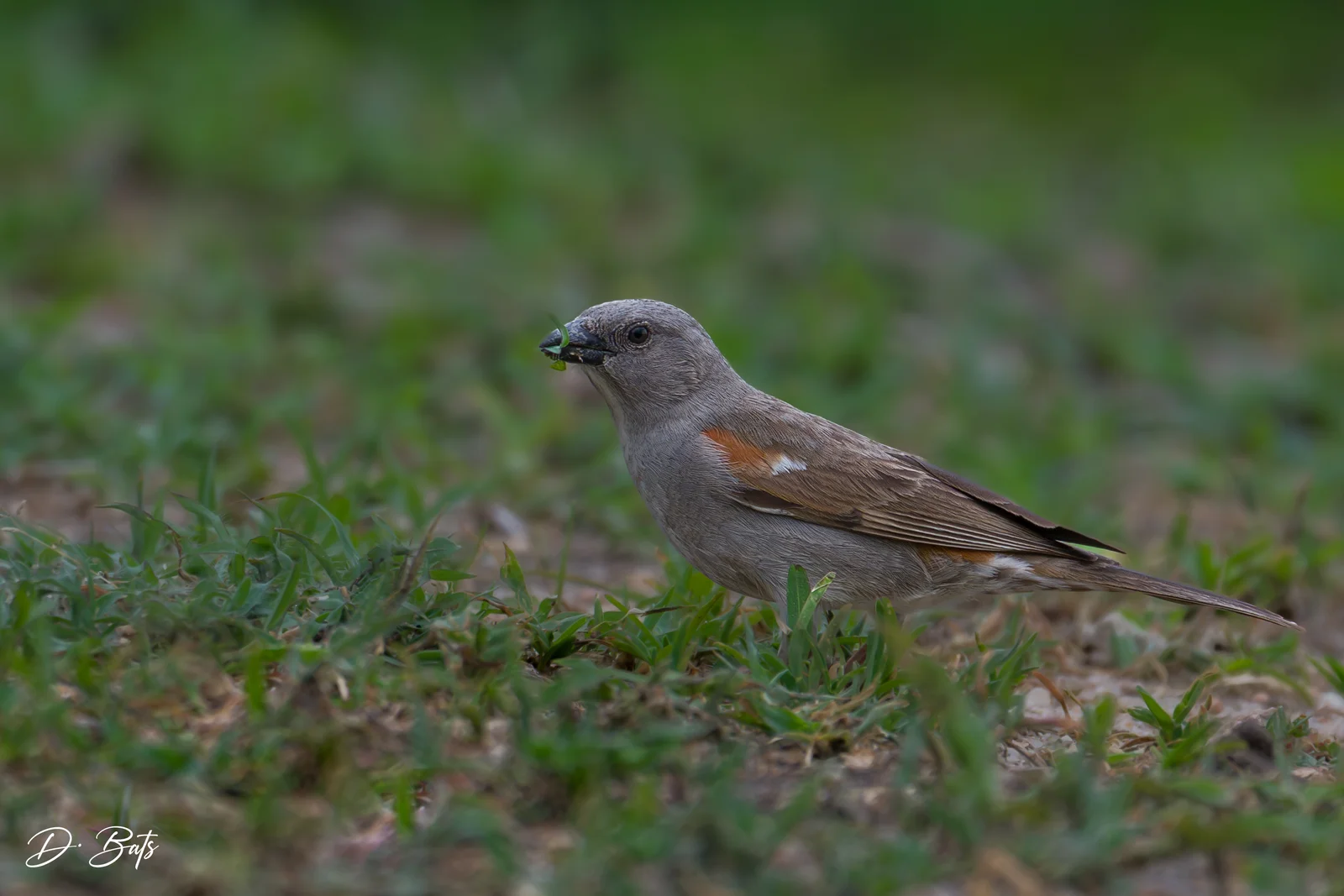 Moineau swahili