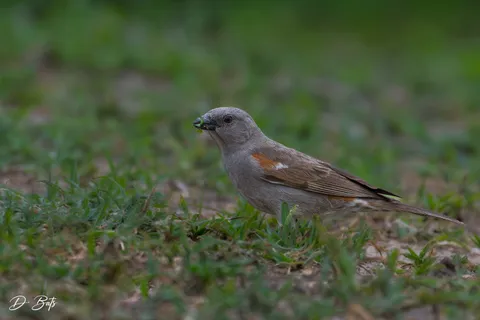 Moineau swahili