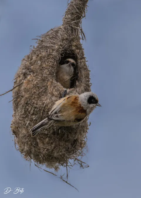 Rémiz penduline