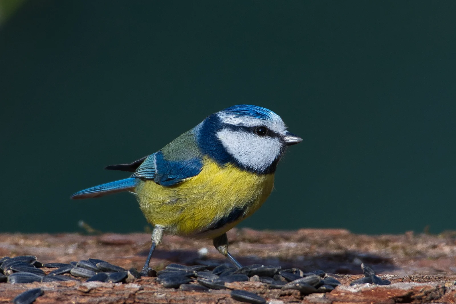 Mésange bleue