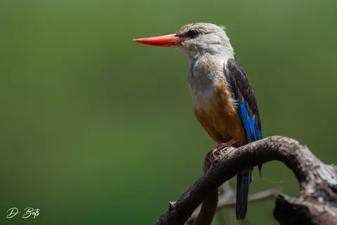 Martin-chasseur à tête grise