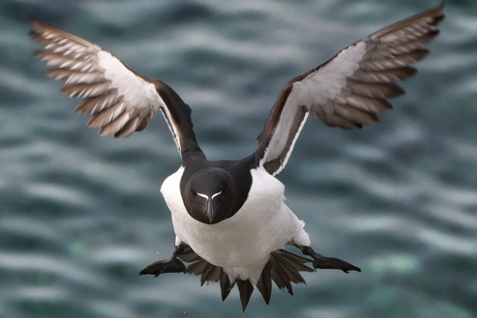 Pingouin torda — Pingouin torda (ssp nominale)