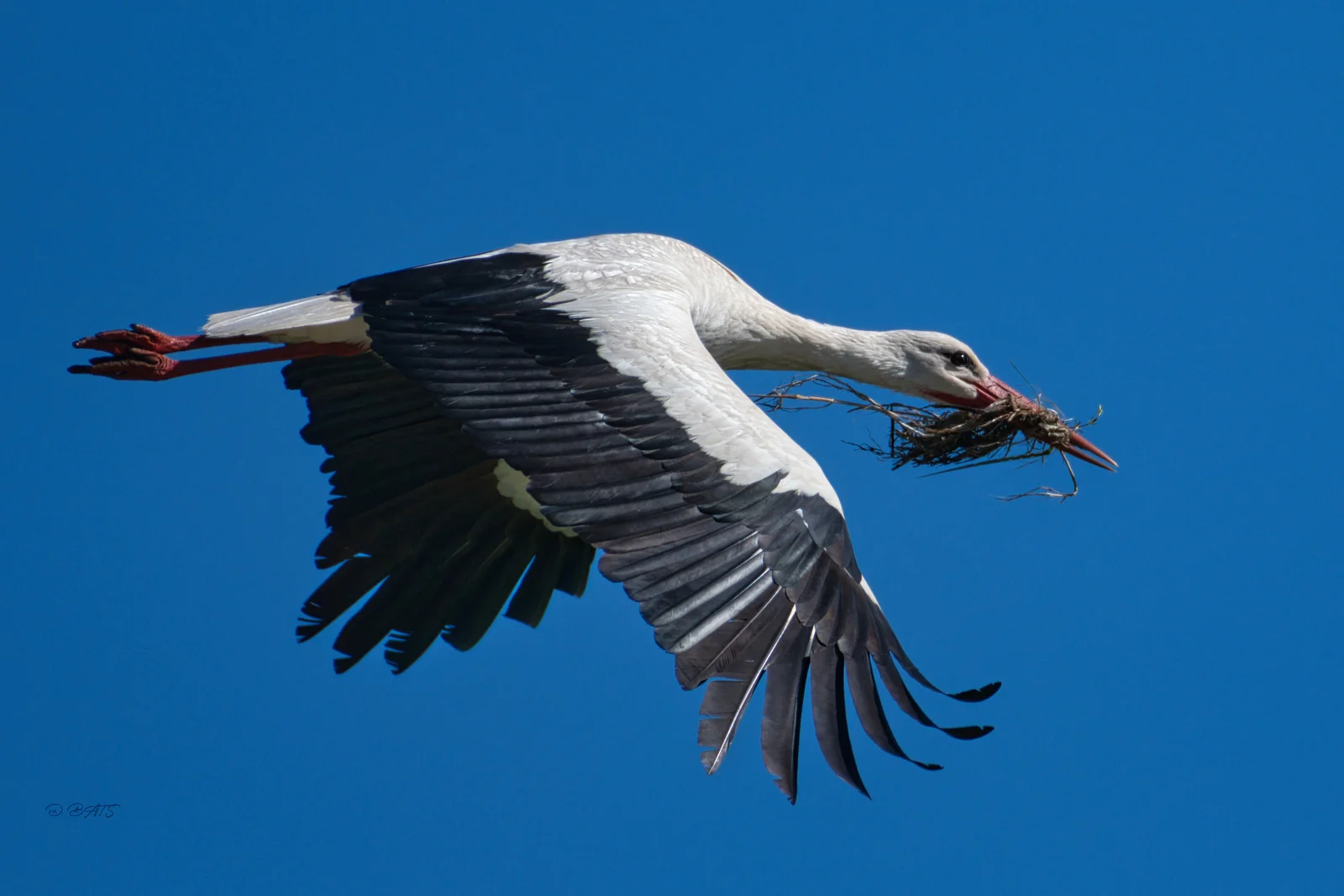 Cigogne blanche
