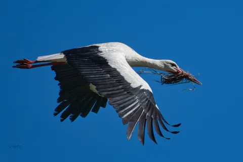 Cigogne blanche