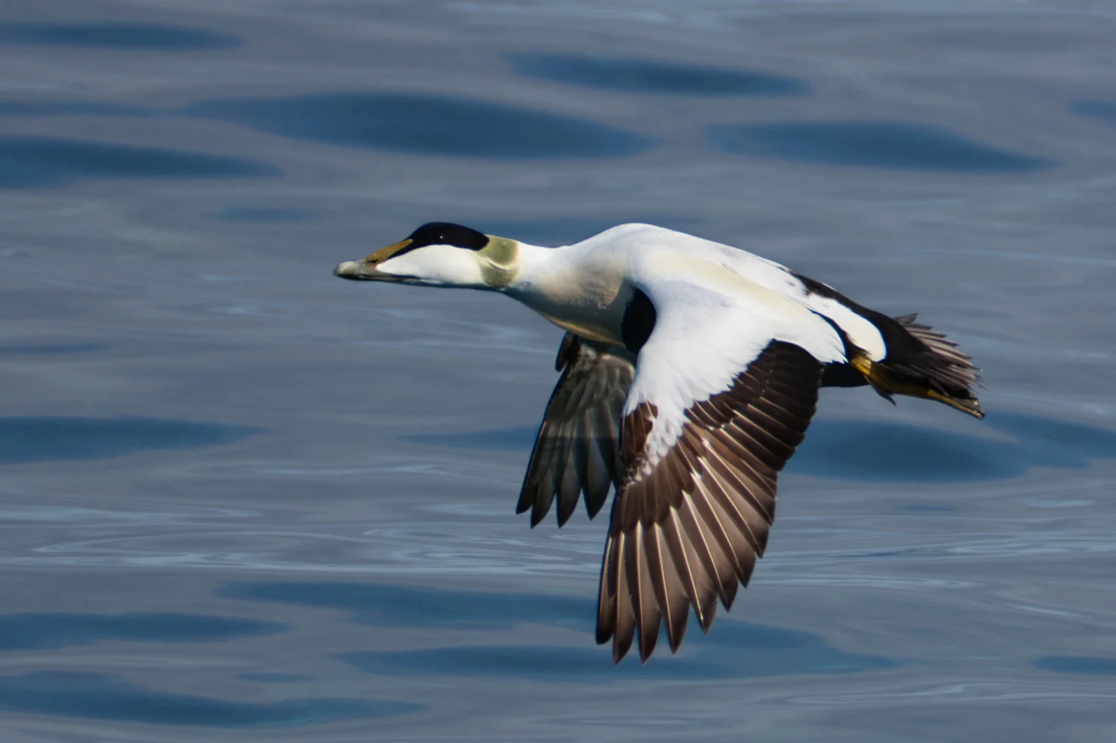 Eider à duvet