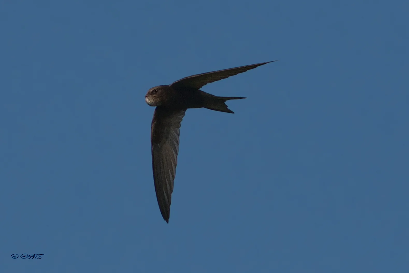Martinet noir